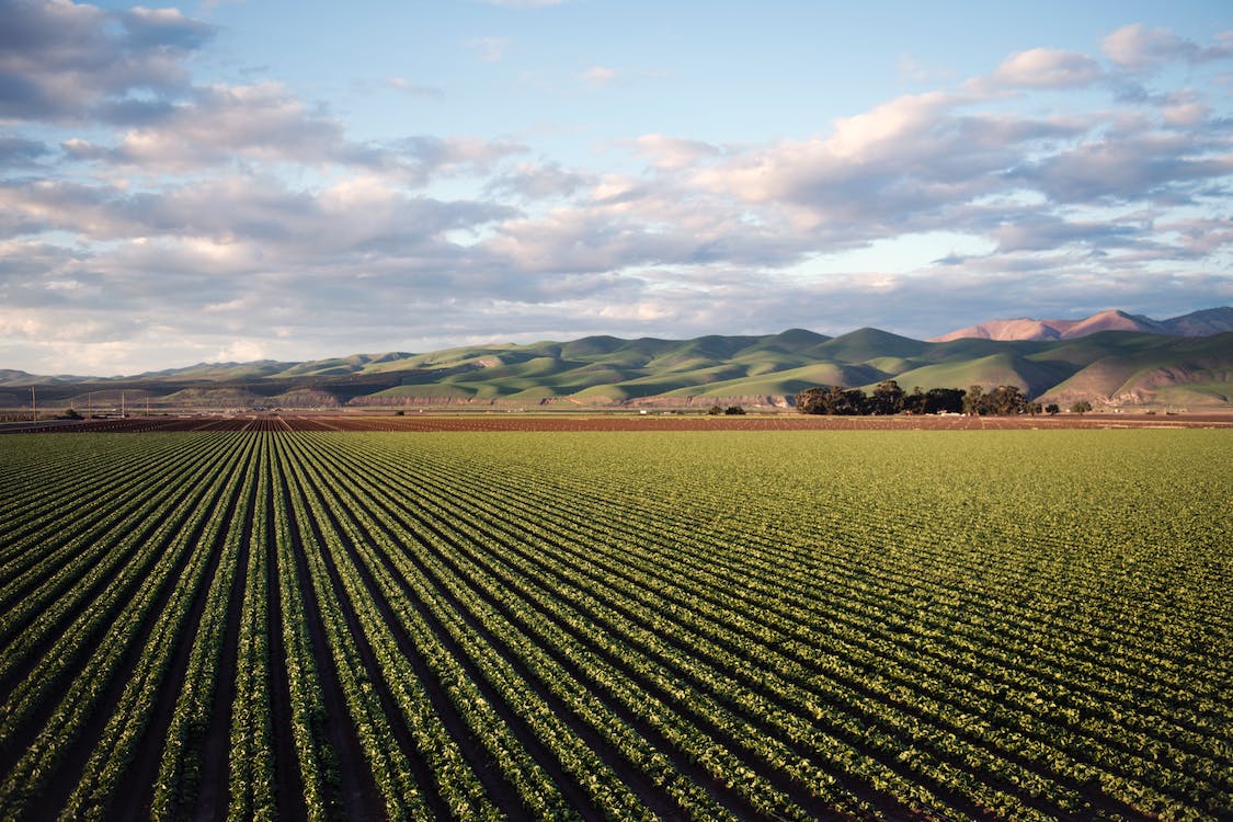 green-field