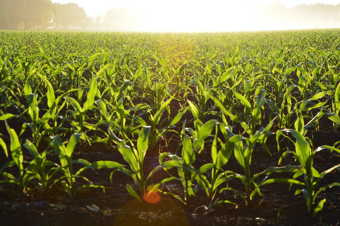 green-field